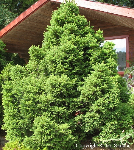 Pallokuusi, Picea abies 'Ohlendorffii' Pallokuusi, Picea abies 'Ohlendorffii'